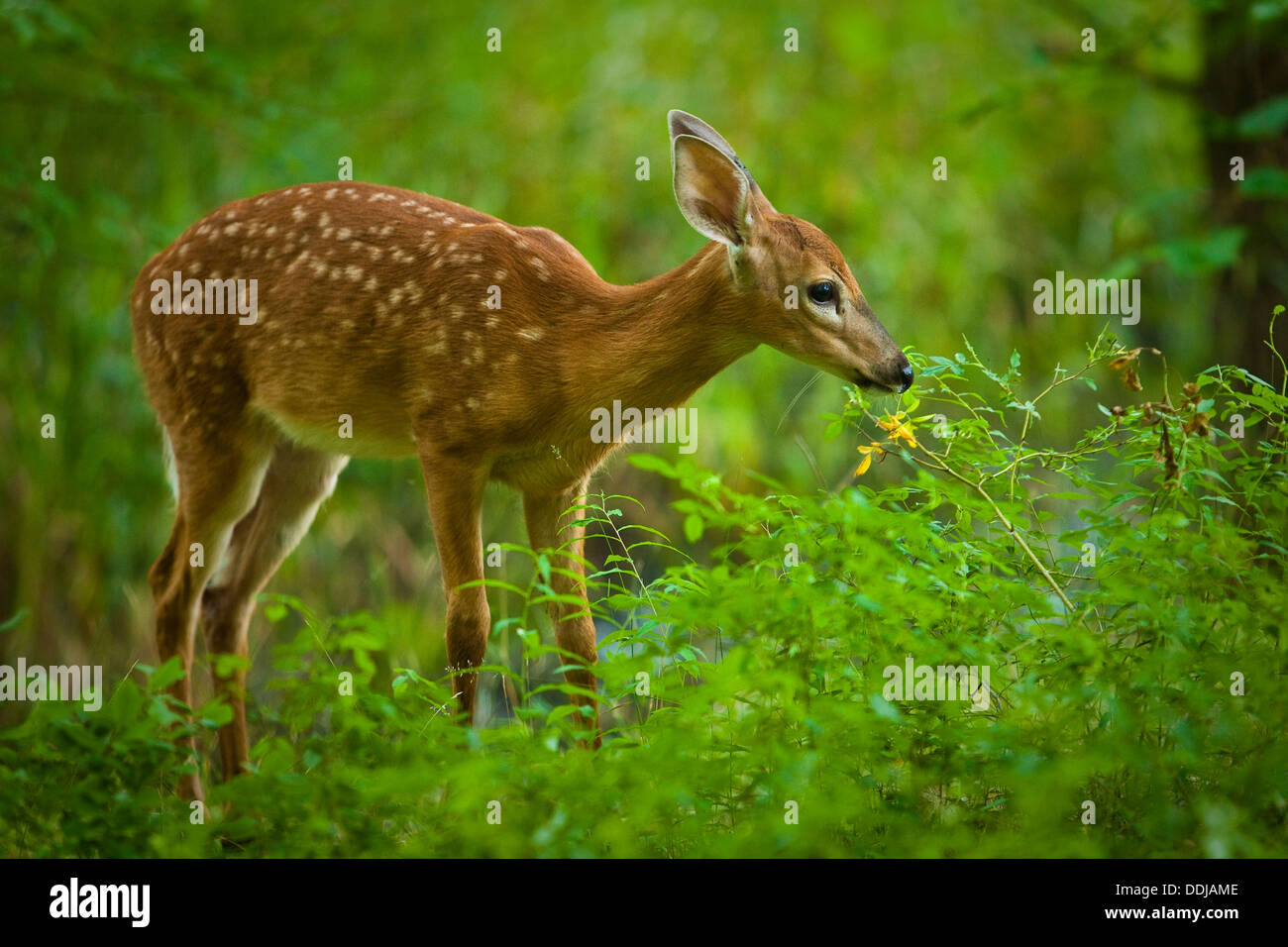 Un giovane cervo è raffigurato in Ohio' Sheldon Marsh membro Nature Preserve Foto Stock