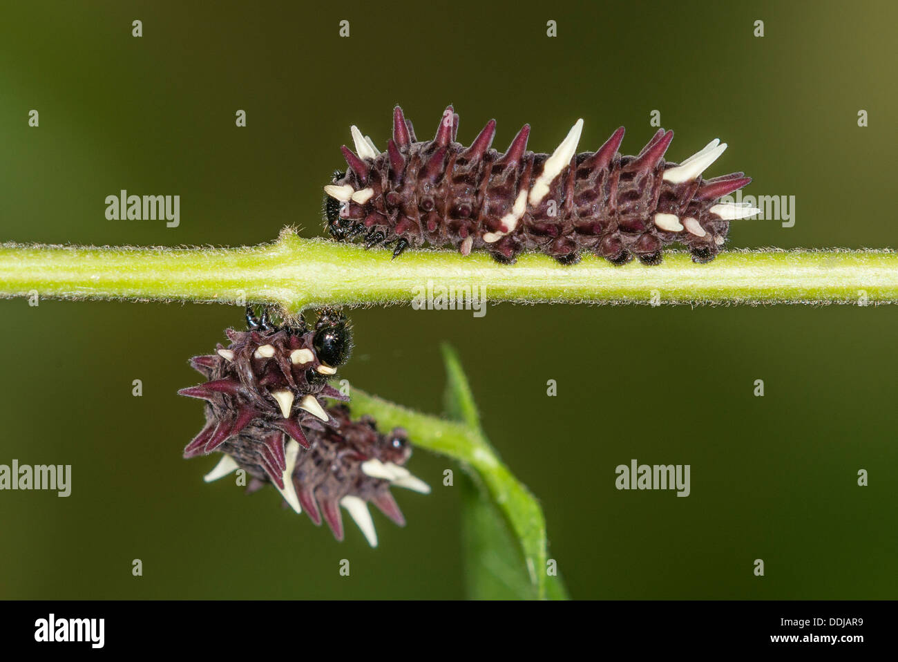 Due Cattleheart meridionale larve di mangiare Foto Stock