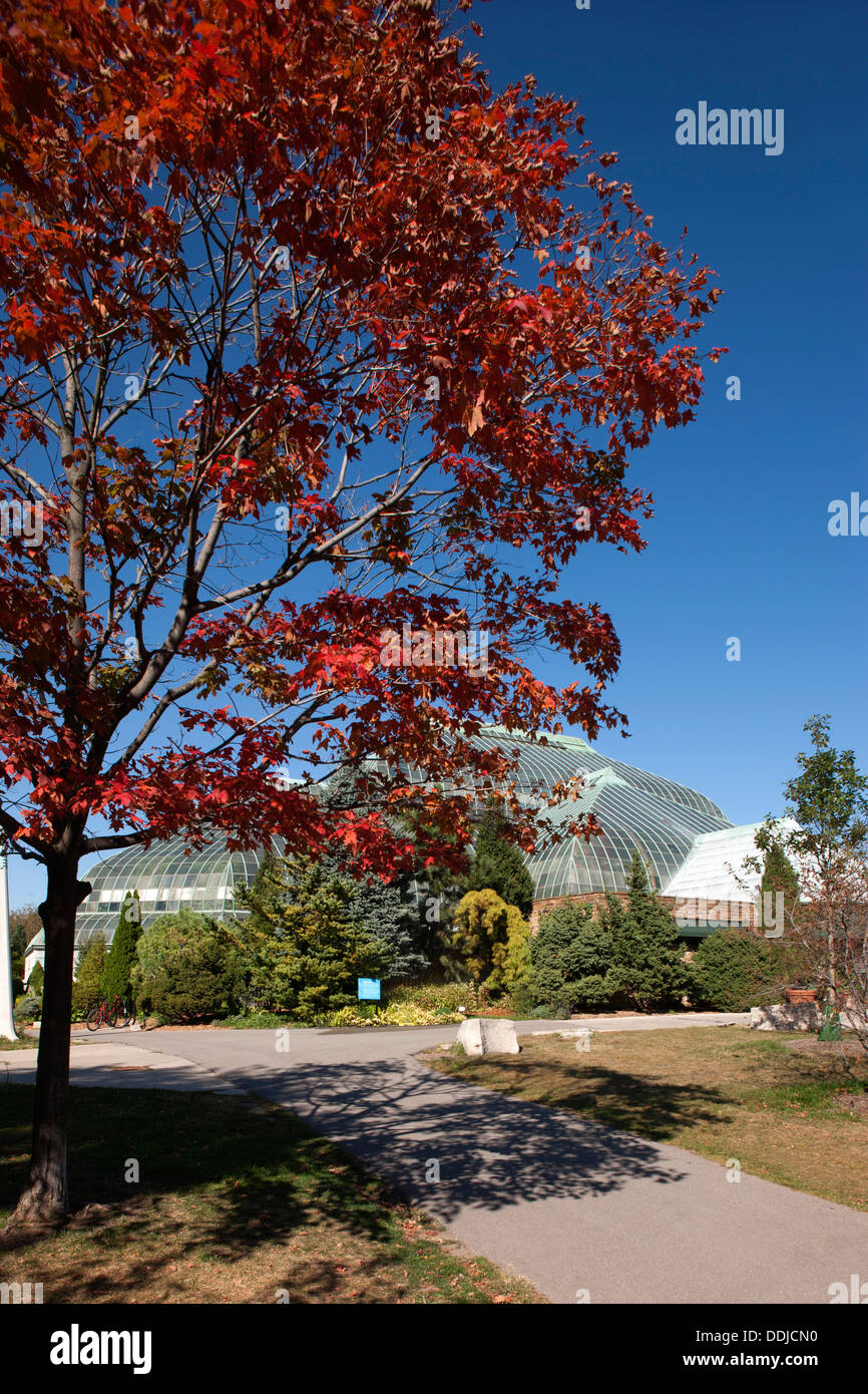 Caduta delle Foglie Lincoln Park Conservatory (©SILSBEE & BELL 1890) GRANDE GIARDINO LINCOLN PARK DISTRICT CHICAGO ILLINOIS USA Foto Stock