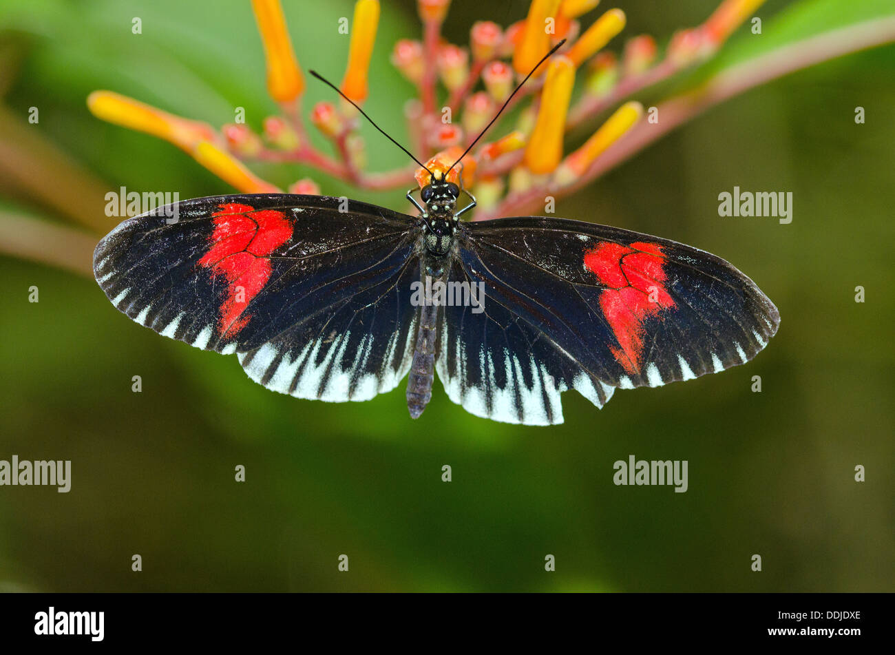 Longwing comune Butterfly Foto Stock