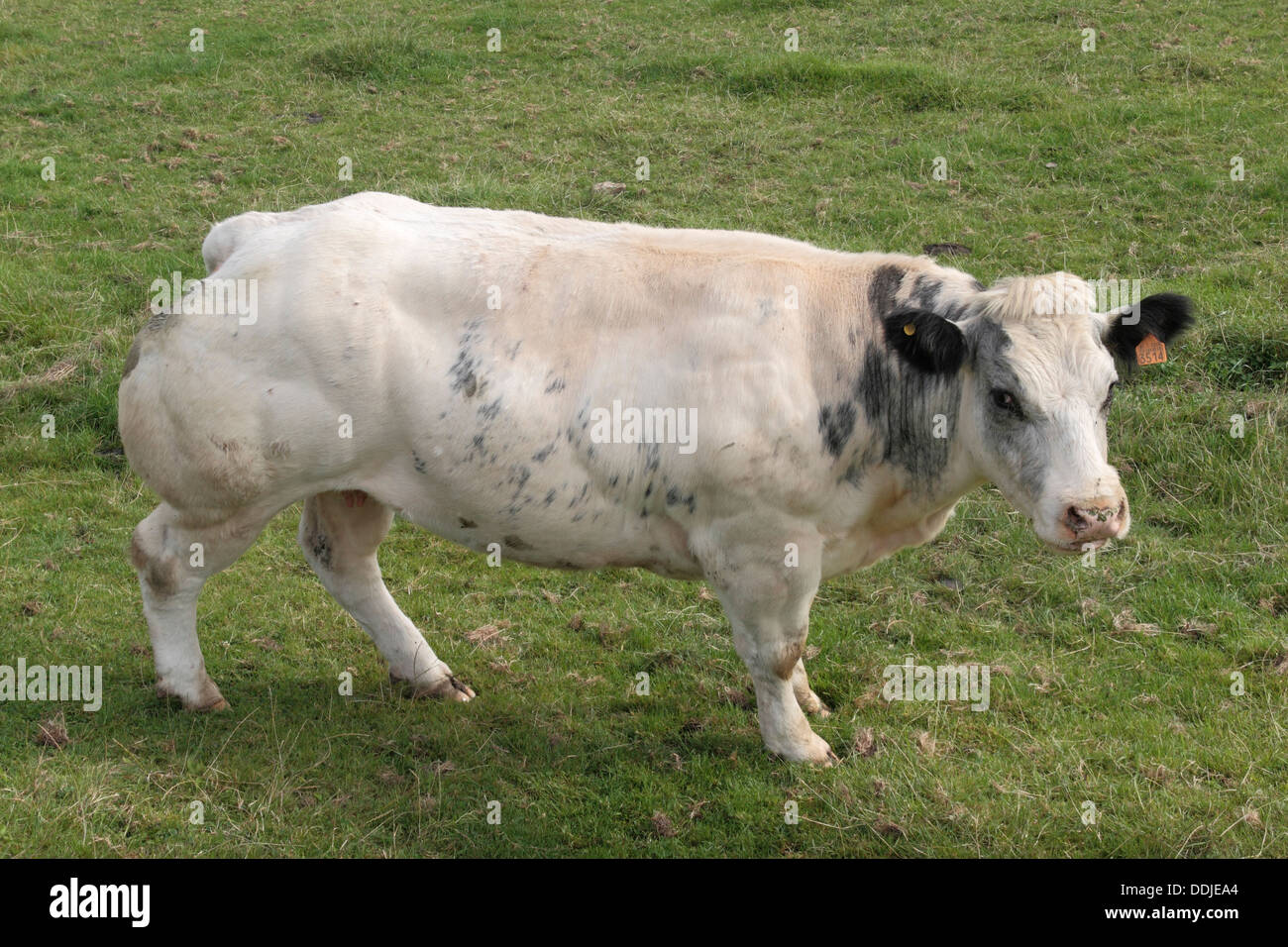 Un impressionante a doppio muscolosi Belga Blue Cow in un campo in Belgio. Foto Stock