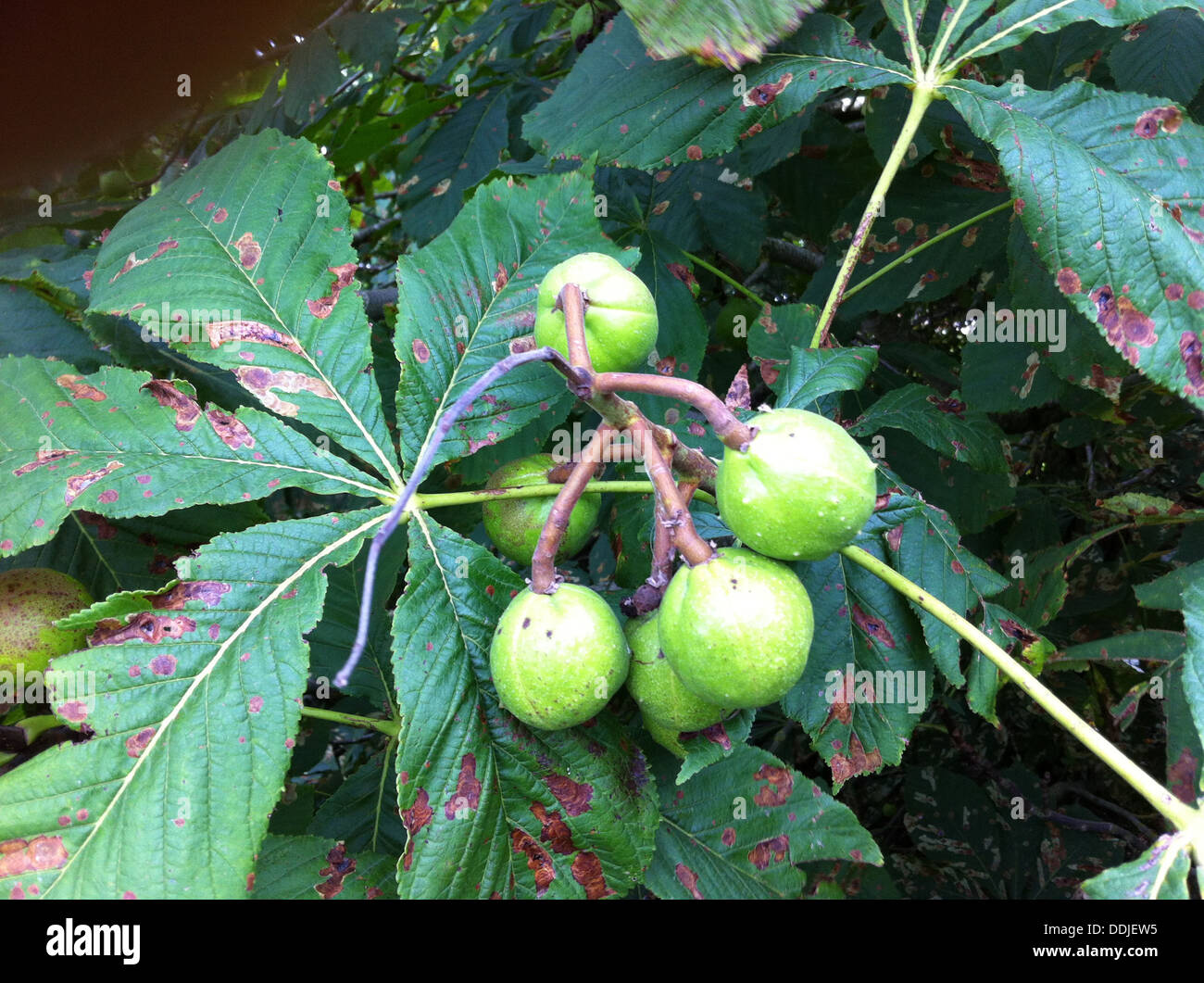 INDIAN ippocastano (Aesculus indica) Foto Tony Gale Foto Stock