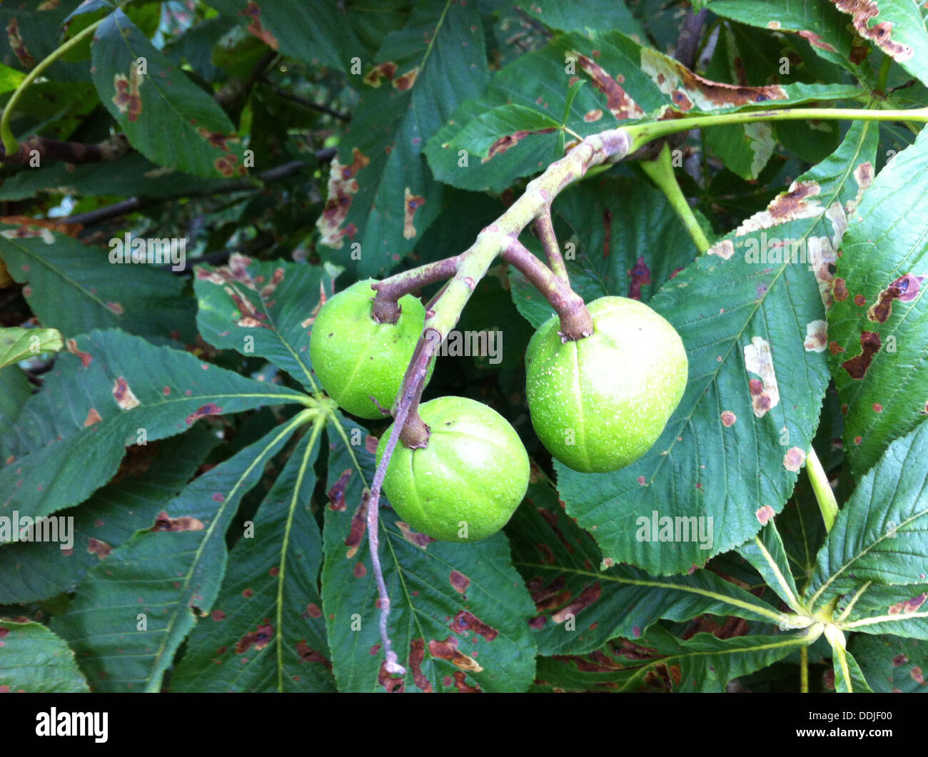 INDIAN ippocastano (Aesculus indica) Foto Tony Gale Foto Stock