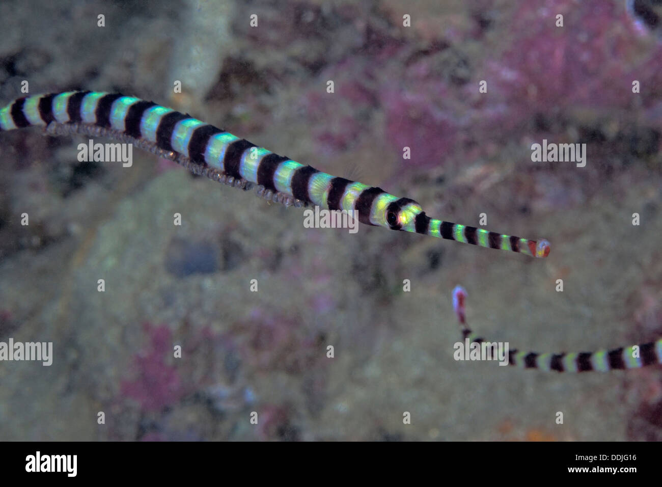 Chiudere l immagine del maschio pipefish nastrati che trasporta le uova. Puerto Galera, Filippine. Foto Stock