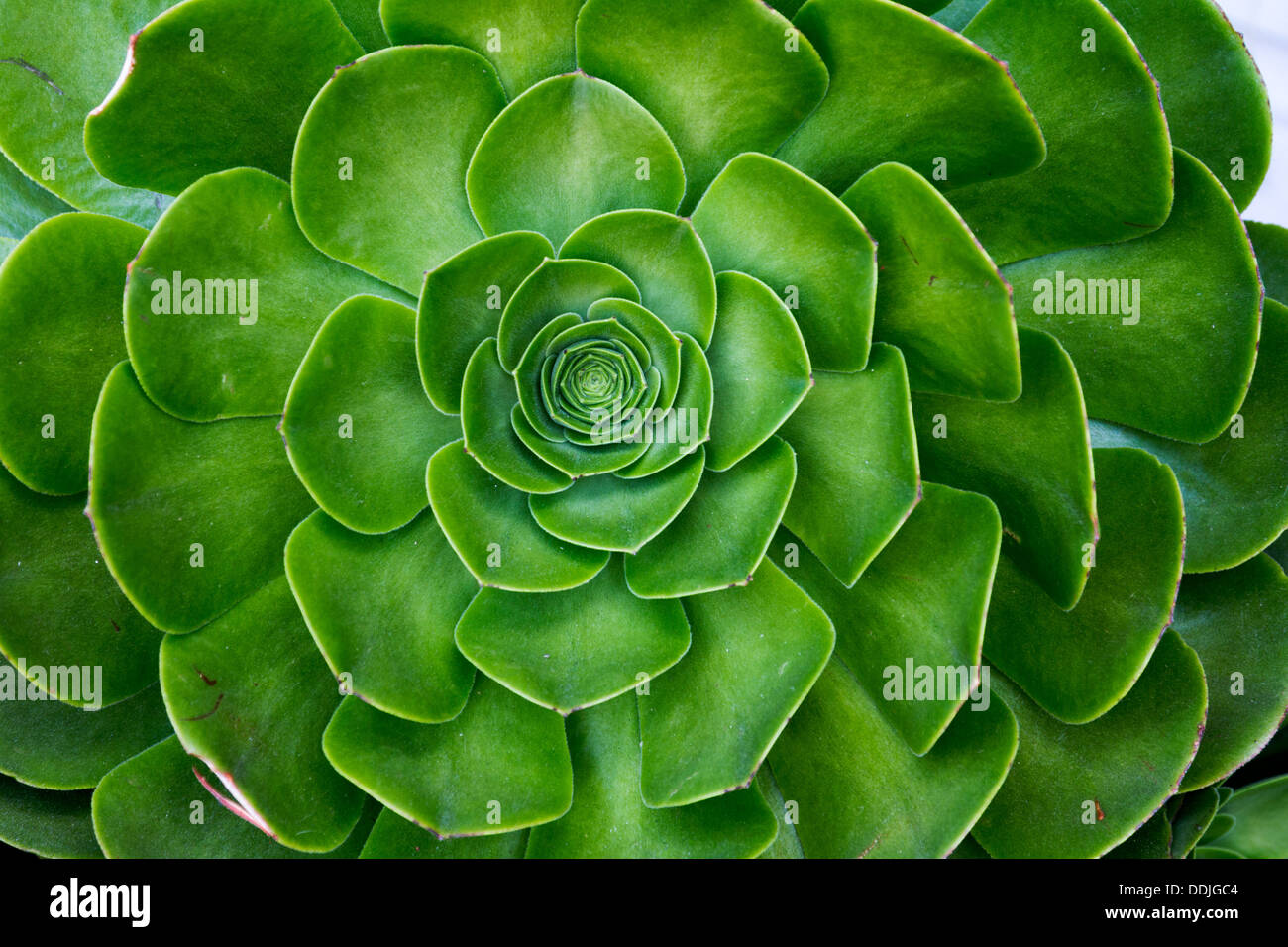 Sempervivum galline e pulcini di piante succulente closeup Foto Stock