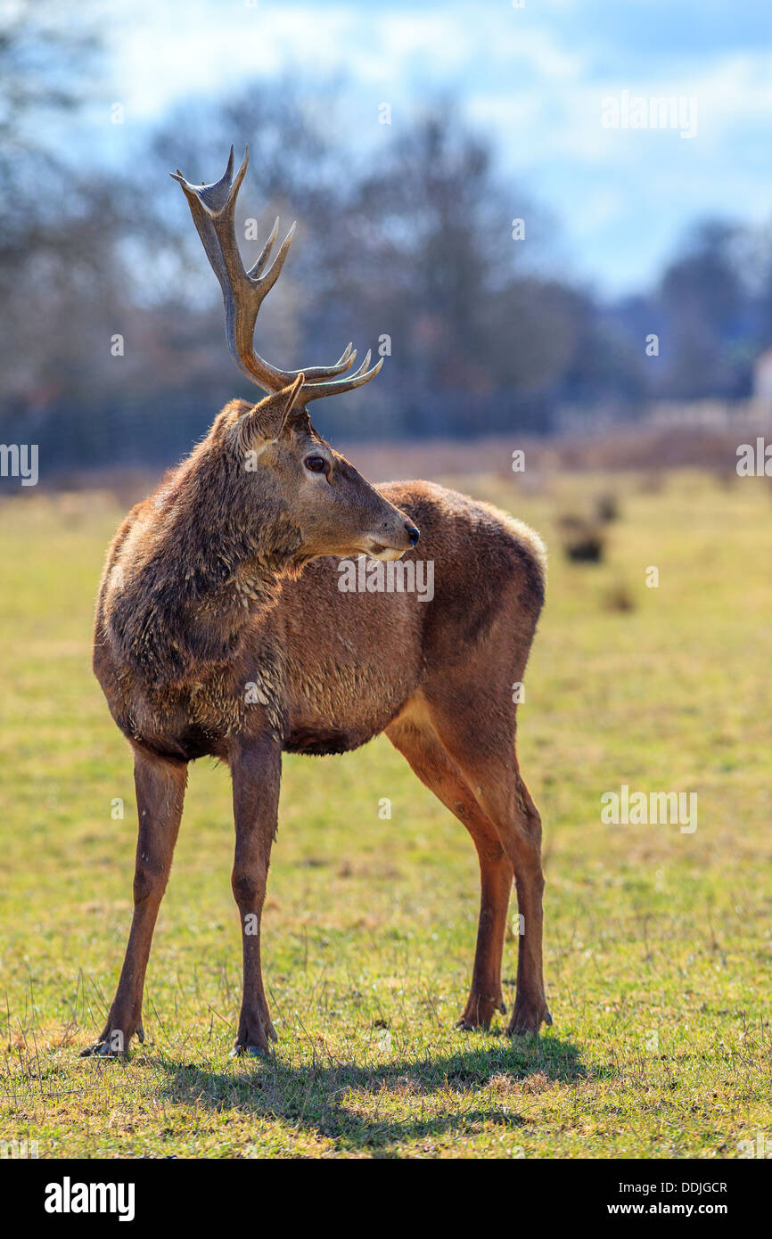 Red Deer stag nel paesaggio forestale in autunno Foto Stock
