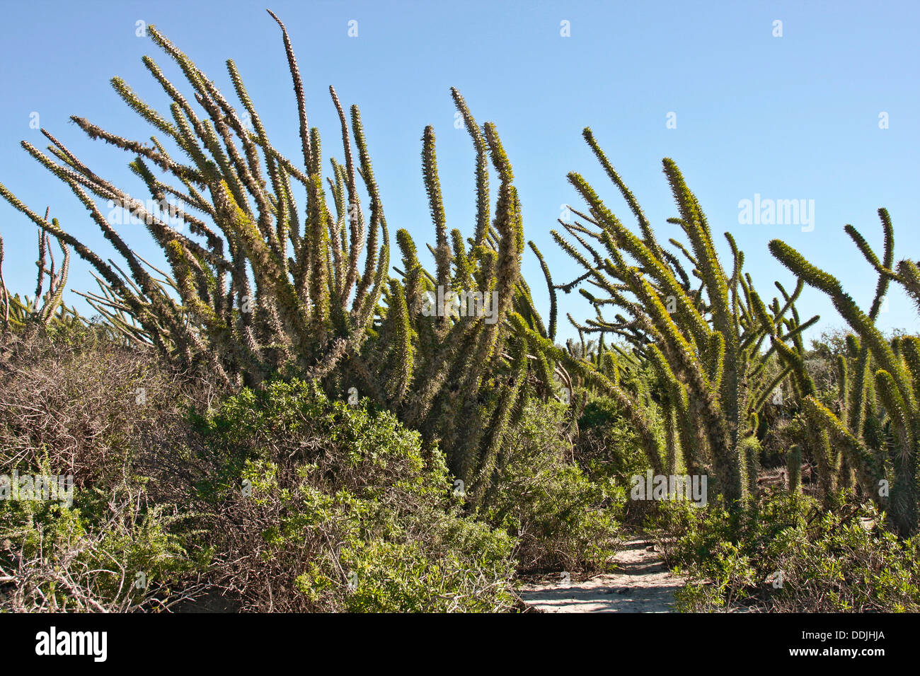 Alberi di polpo in corrispondenza del bordo della foresta spinosa nella zona arida del sud-ovest Madgascar. Foto Stock