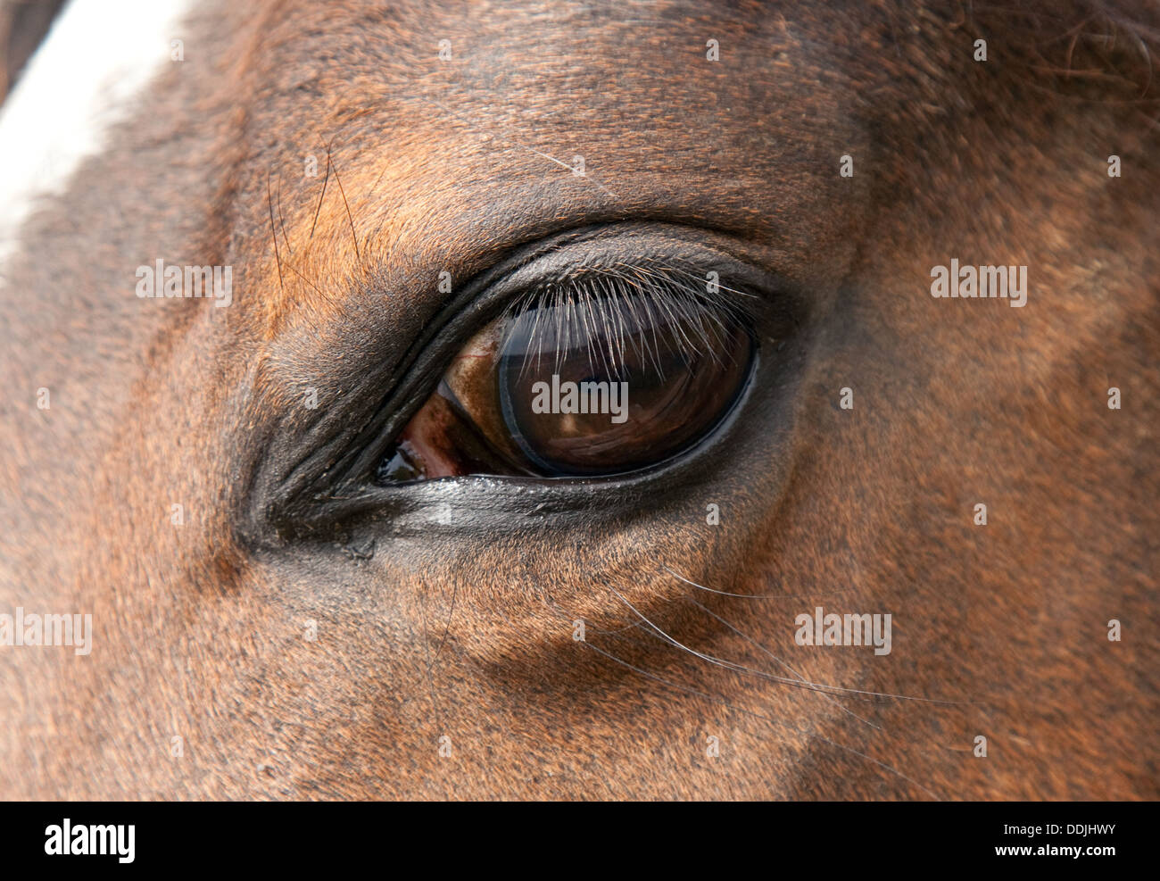 Cavalli chiudere occhio fino, Newmarket Suffolk REGNO UNITO Foto Stock