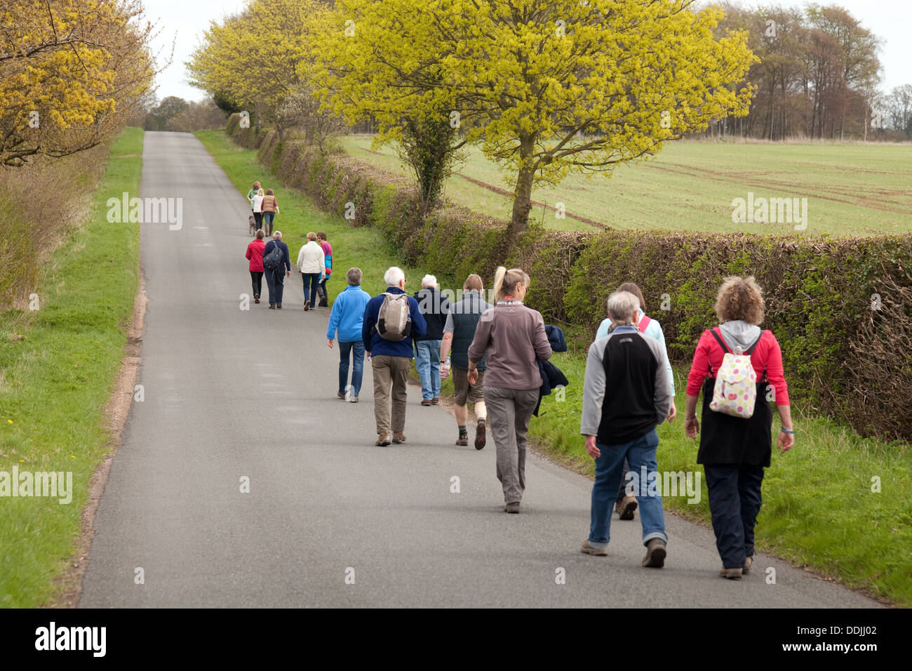 Un gruppo di escursionisti a piedi lungo una strada di campagna, Dullingham, Cambridgeshire, Regno Unito Foto Stock
