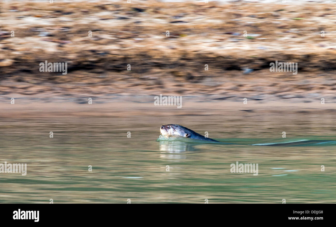 Lontra gigante (Pteronura brasiliensis) pesca in tre fratelli fiume Pantanal del Mato Grosso Brasile America del Sud Foto Stock
