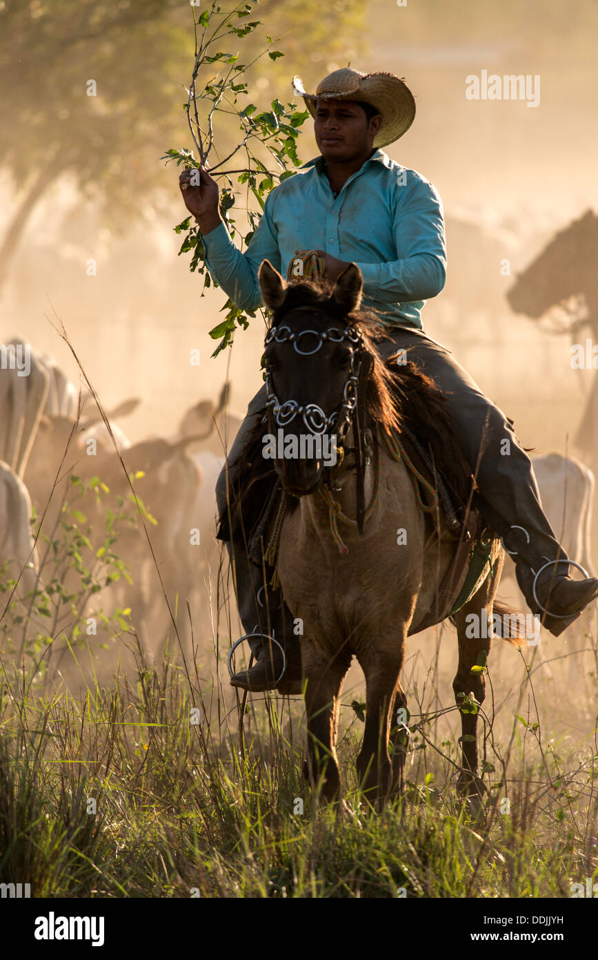 Cowboy brasiliano che conduce alla mandria di vacche lungo la strada Transpantaneira a Cuiaba Pantanal del Mato Grosso Brasile America del Sud Foto Stock