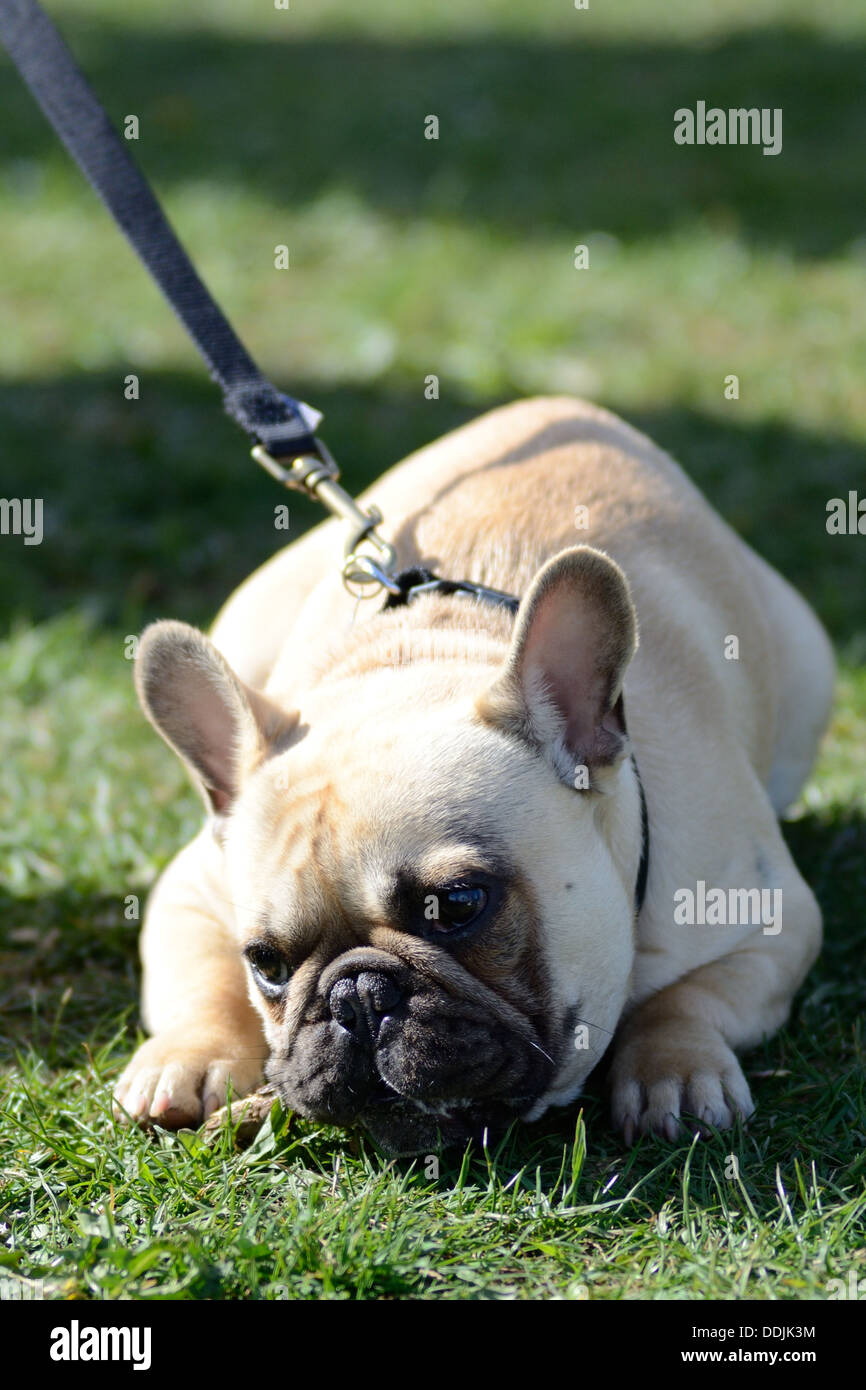 Bulldog francese razza di cane cucciolo sul piombo cercando sdraiati sull'erba cercando triste Foto Stock