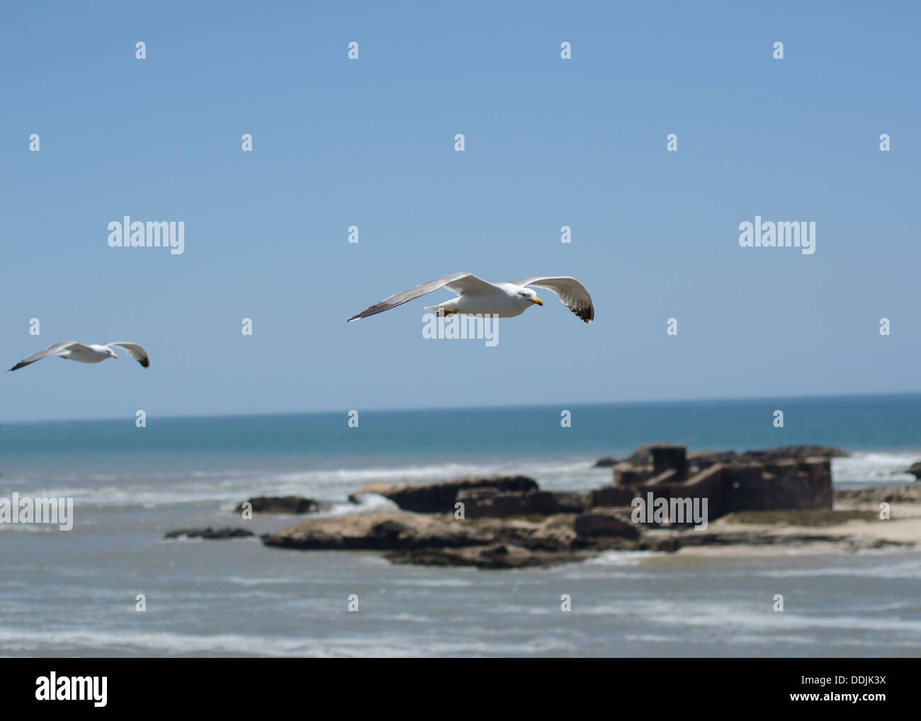 I gabbiani sorvolano il mare a essaouira marocco Foto Stock