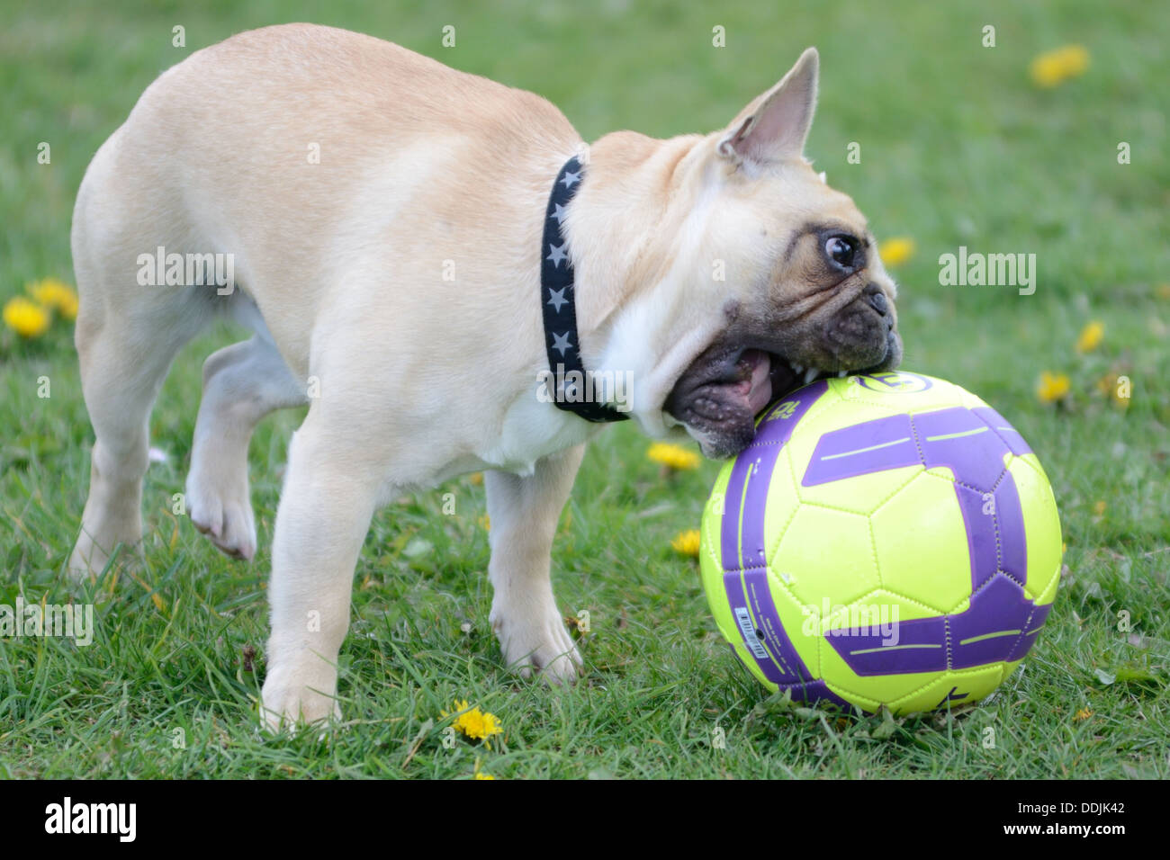 Bulldog francese razza di cane cucciolo sul piombo in cerca di mordere un calcio. Campo di erba e fiori gialli Bristol Foto Stock