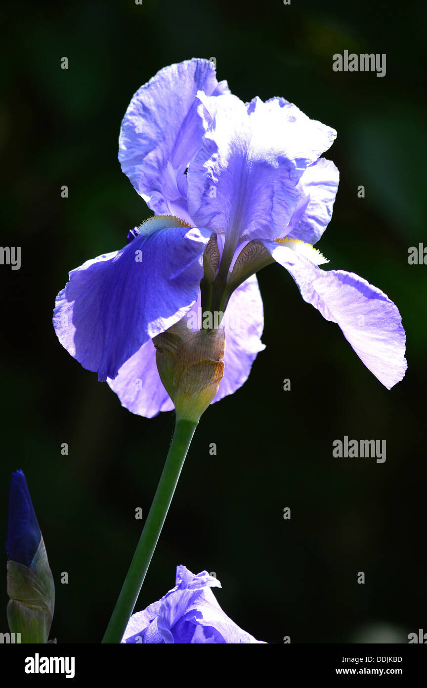 Fiore blu, iris o di bandiera su sfondo nero Foto Stock
