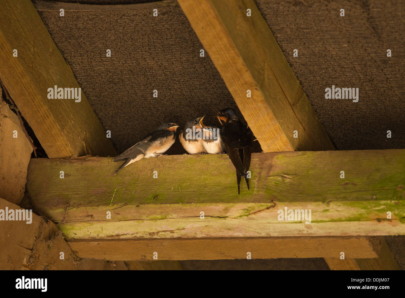 Adulto Barn Swallow affamati di alimentazione i giovani sulla trave nel vecchio fienile in golden. La luce del mattino Foto Stock