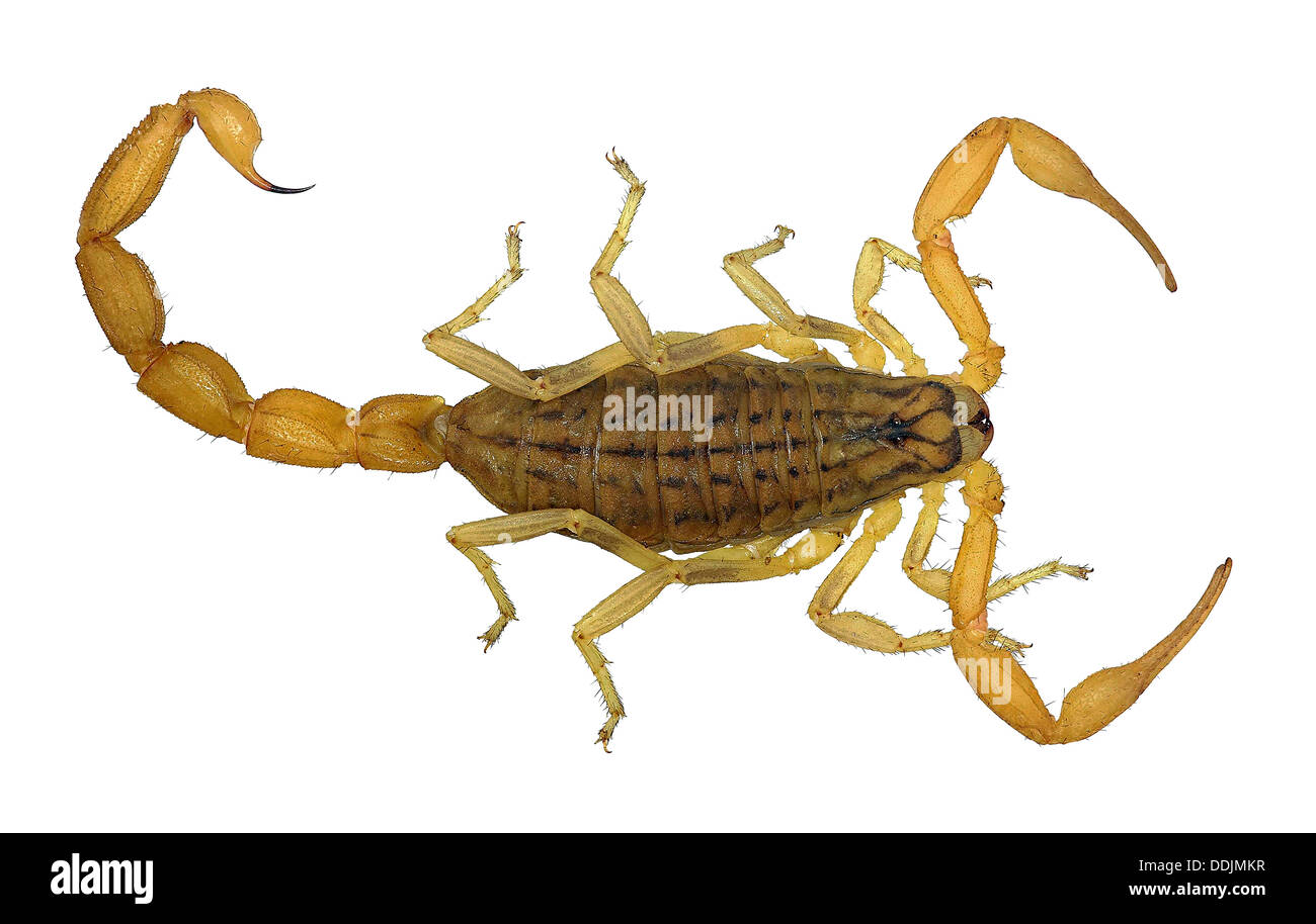 Scorpione giallo isolato su sfondo bianco (Mesobuthus gibbosus, Buthidae) Foto Stock