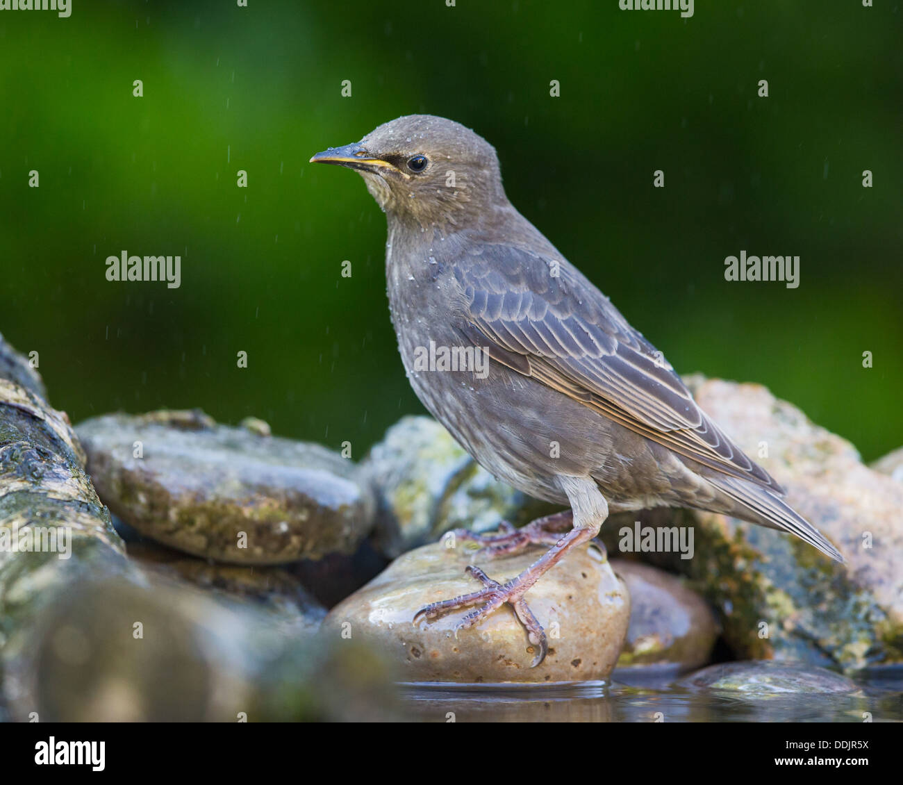 I capretti di starling comune (sturnus vulgaris) in piedi su una pietra in uno stagno durante una doccia a pioggia Foto Stock