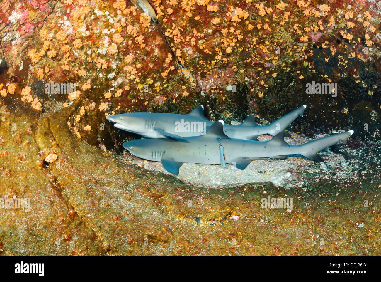Whitetip gli squali, Triaenodon obesus, uno con lenza incorporato in pelle, Roca Partida, Arcipelago Revillagigedos Foto Stock