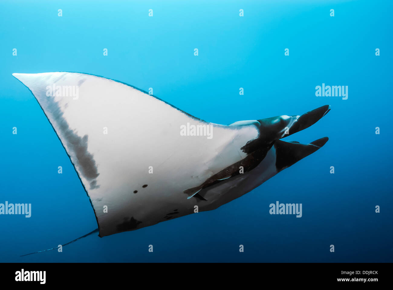 Giant Manta birostris Mobula, San Benedicto, Revillagigedos arcipelago del Pacifico Foto Stock