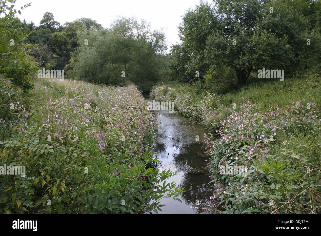 Maltby Dike, Roche Abbey, Maltby, Rotherham, South Yorkshire Foto Stock