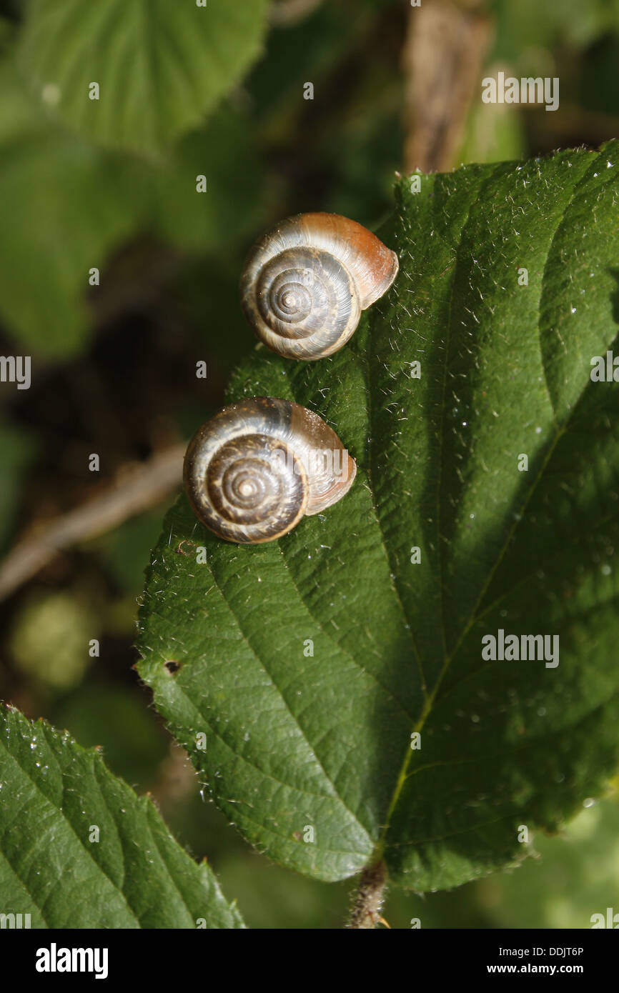 Bianco con labbro di lumache sul Rovo foglie Cepaea nemoralis Foto Stock