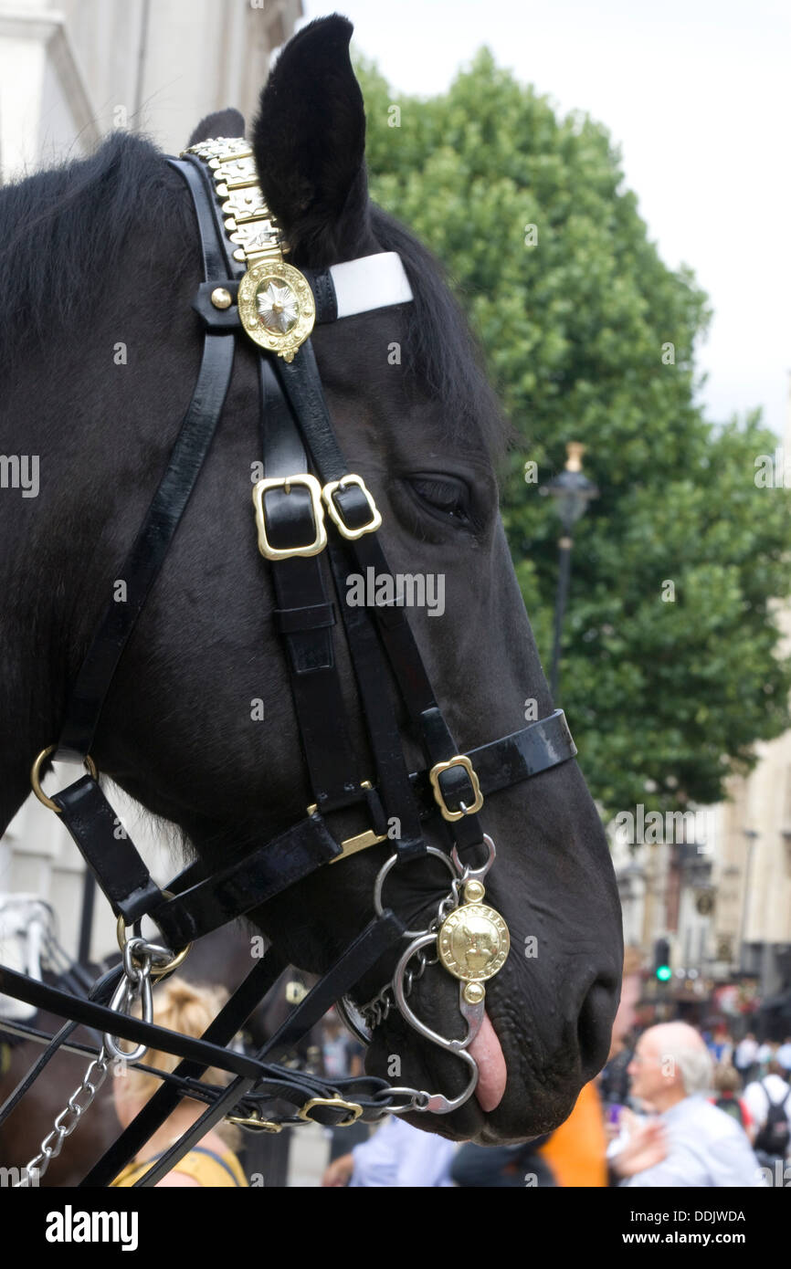 Cavalli a Horse Guards Whitehall appena a nord di Downing Street Foto Stock