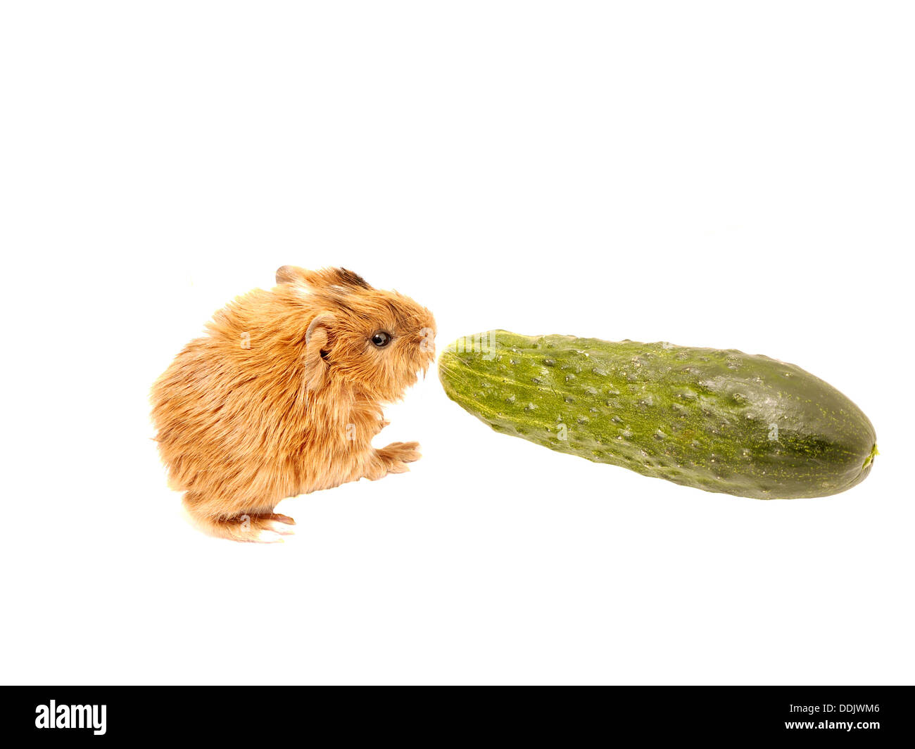 Baby cavia con il cetriolo Foto Stock