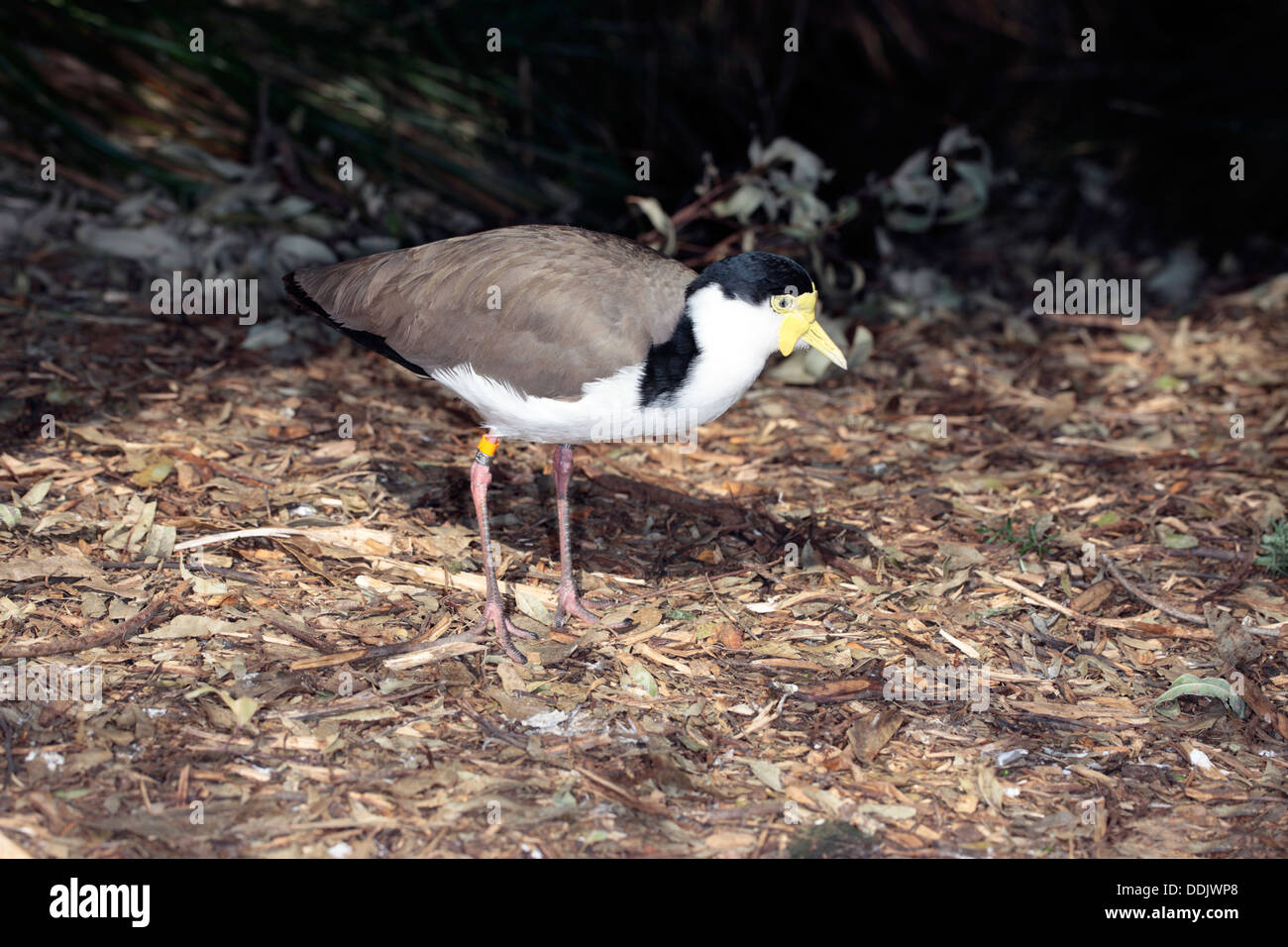 Masked Pavoncella- Vanellus miglia- Famiglia Charadriidae Foto Stock