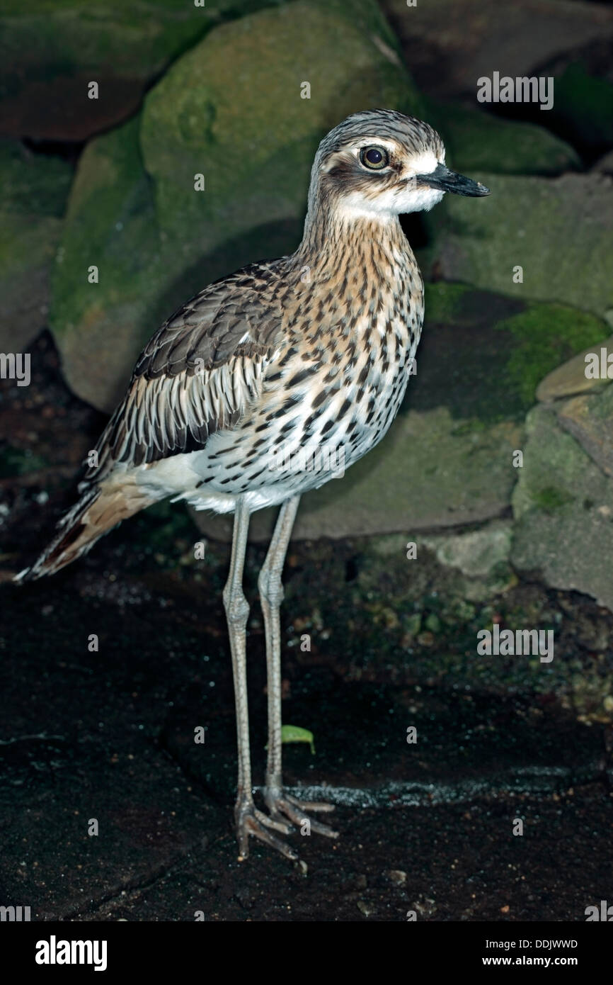 Bush australiano Stone-Curlew/ Bush thick-ginocchio - Burhinus grailarius- Famiglia Burhinidae Foto Stock
