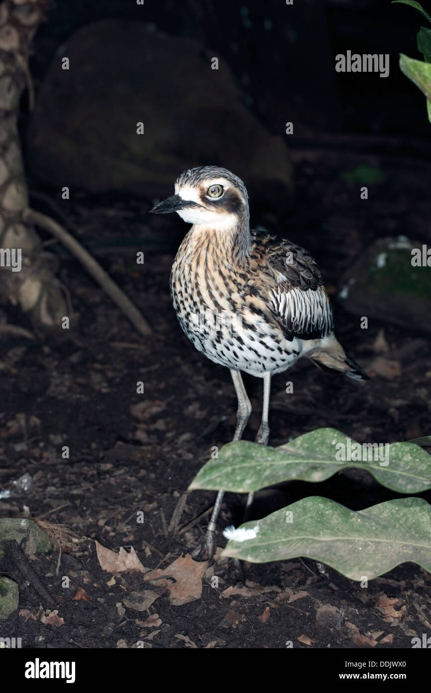 Bush australiano Stone-Curlew/ Bush thick-ginocchio - Burhinus grailarius- Famiglia Burhinidae Foto Stock