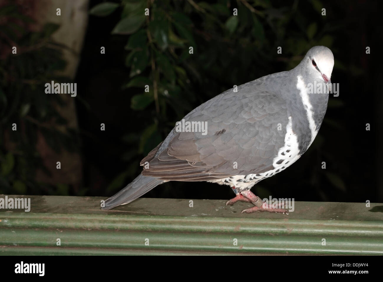 Close-up di Australian Wonga Pigeon - Leucosarcia melanoleuca- Famiglia columbidi Foto Stock