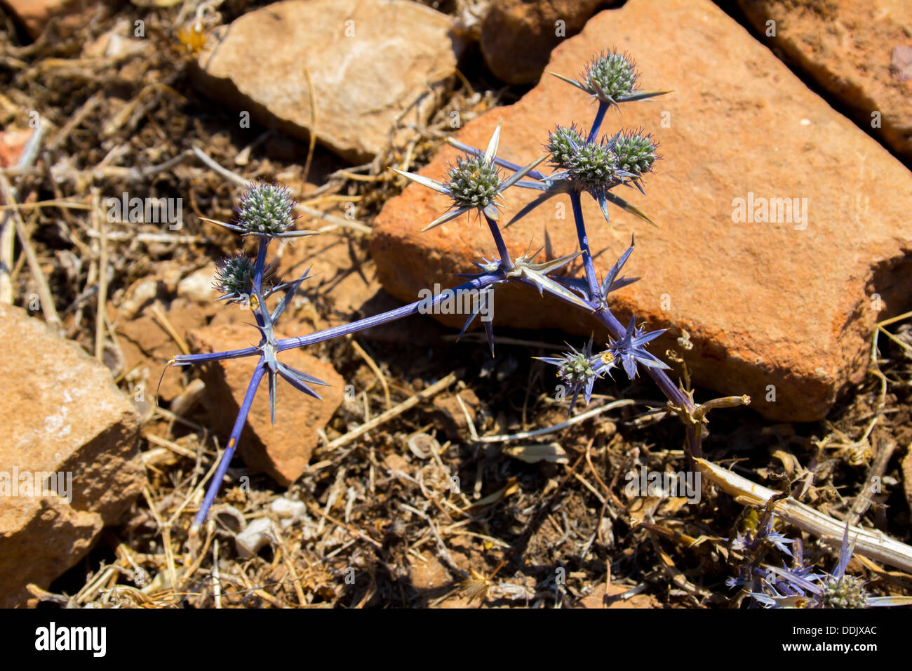 Un blu thorn incastonato tra le rovine di una villa in Aptera nella parte settentrionale di Creta. Foto Stock
