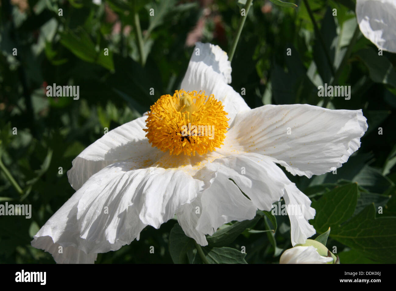 Fiore Simile Al Papavero Immagini e Fotos Stock - Alamy