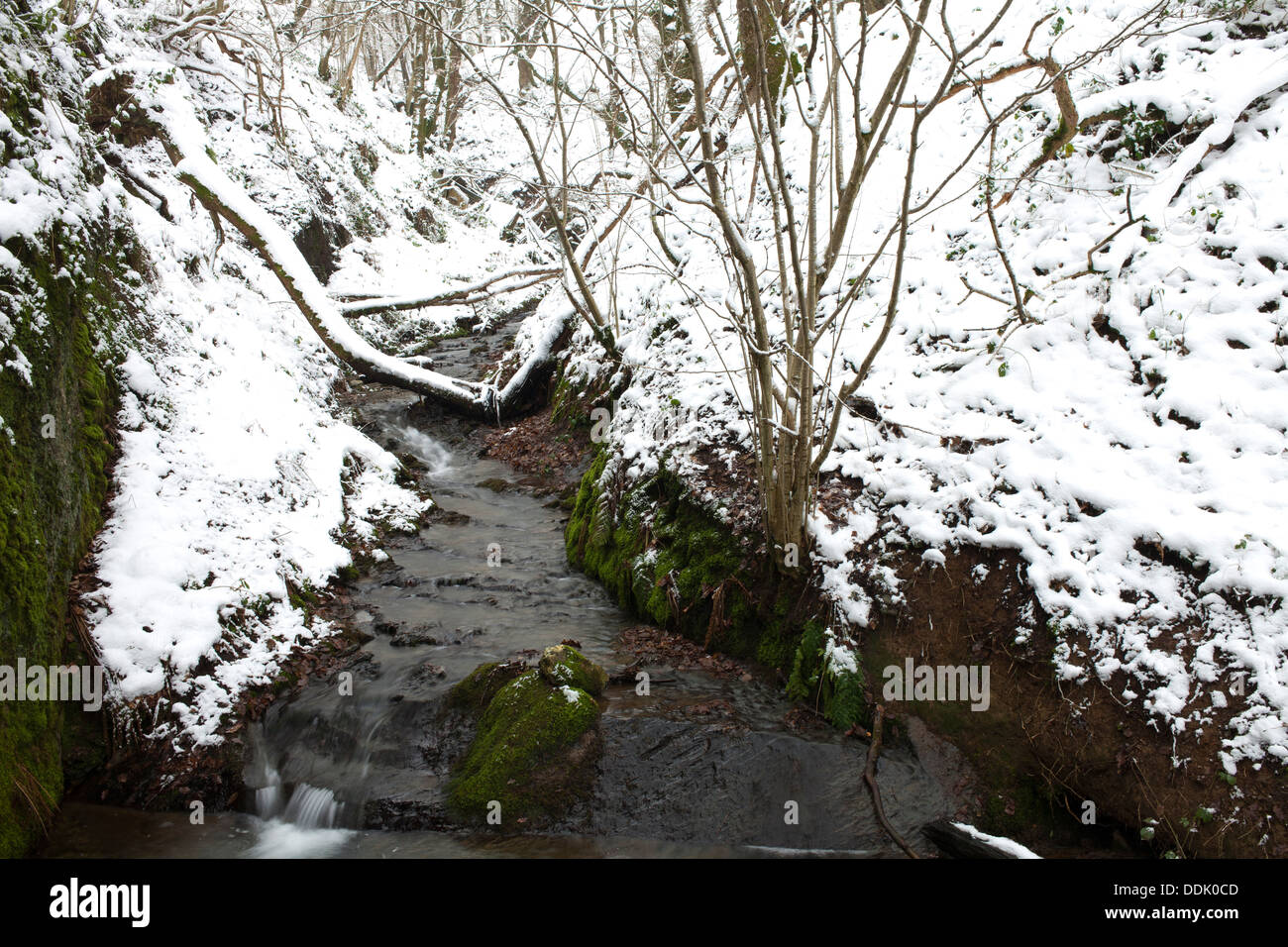 Flusso in Bosco dopo una caduta di neve. Powys, Galles. Gennaio. Foto Stock