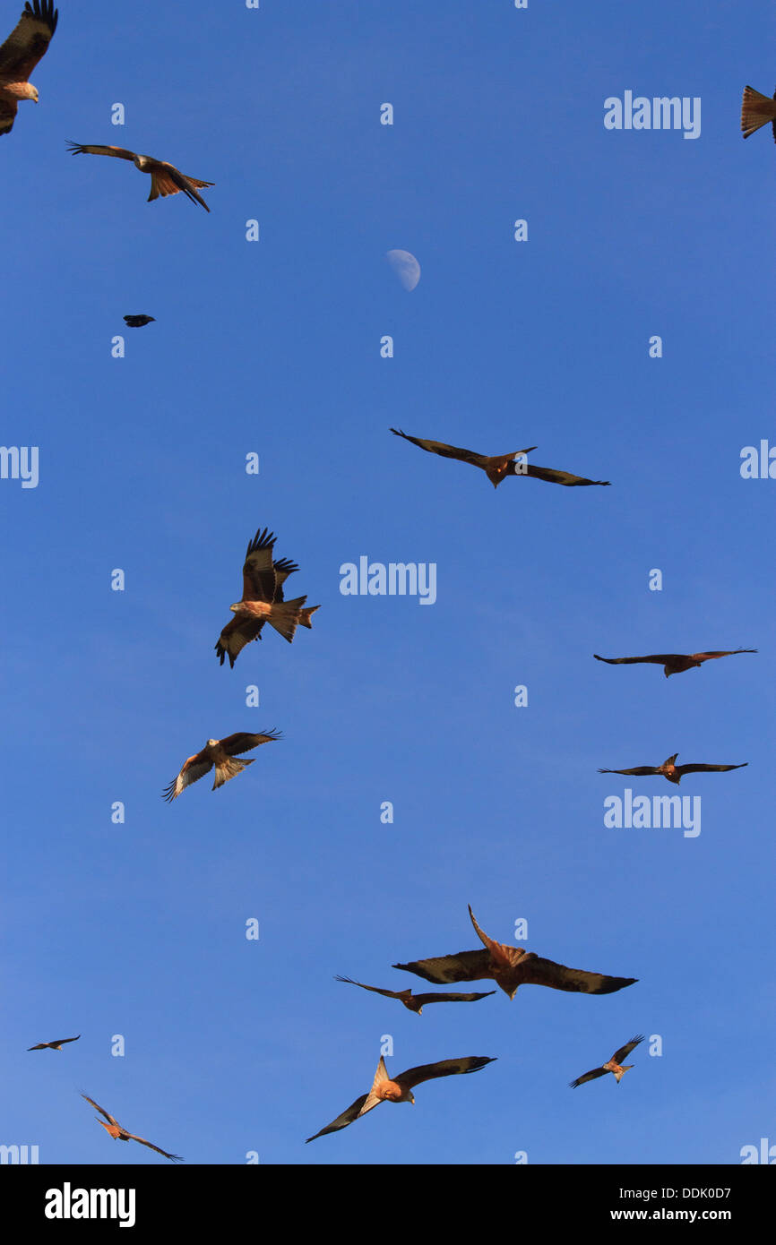 Nibbio reale (Milvus milvus) gregge, in volo, con luna, raccogliendo oltre la stazione di alimentazione, Gigrin Farm, POWYS, GALLES. Febbraio. Foto Stock
