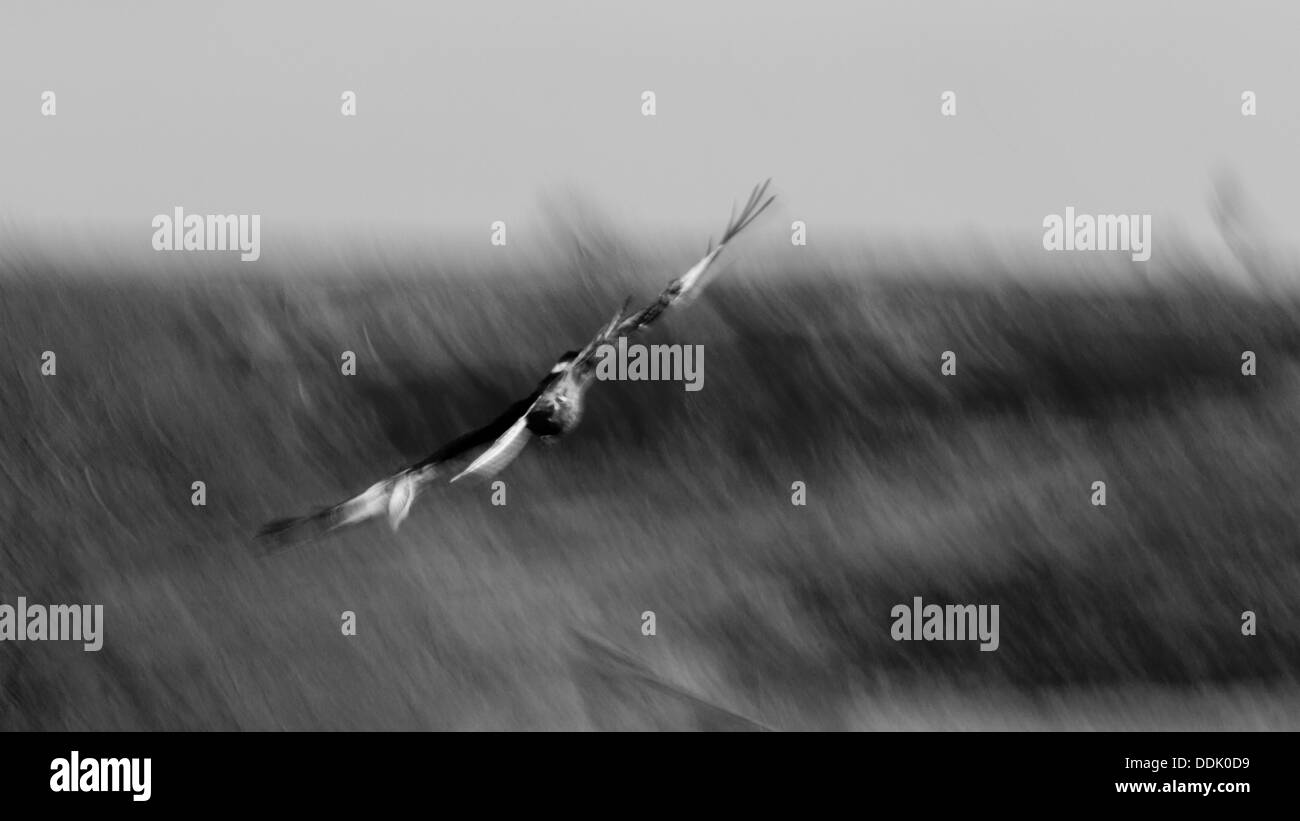 Nibbio reale (Milvus milvus) volando sopra la stazione di alimentazione a Gigrin Farm. Bianco e nero impressionistica immagine. Foto Stock
