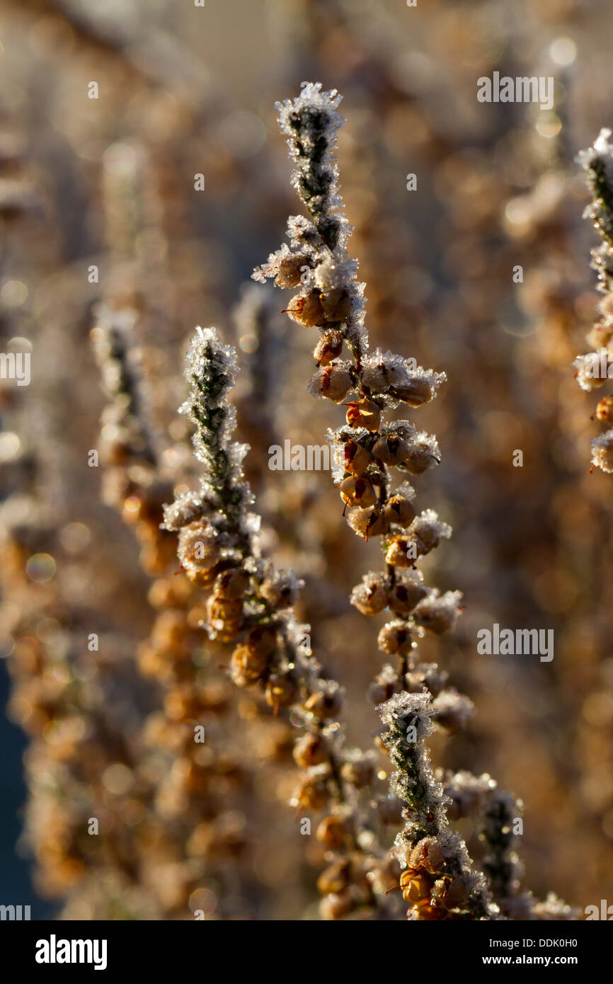 Erica comune o Ling (Calluna vulgaris) frost impianto coperto in inverno. Powys, Galles. Febbraio. Foto Stock
