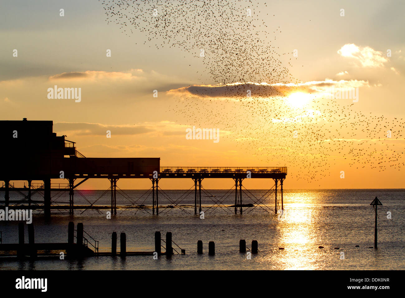 Starling comune (Sturnus vulgaris) sono ' appollaiati gregge in volo sopra il molo al tramonto. Aberystwyth, Ceredigion, Galles. Febbraio. Foto Stock