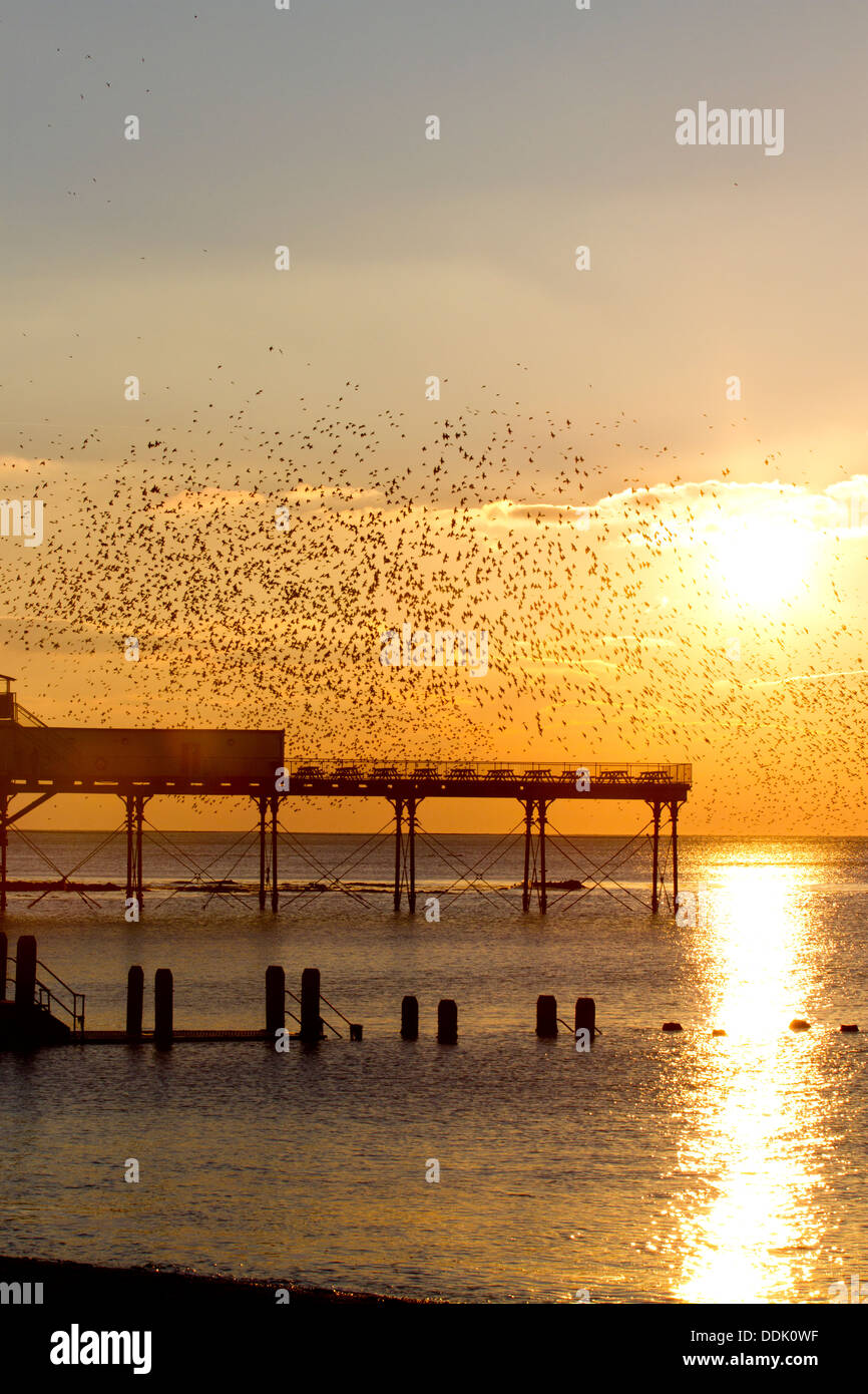 Starling comune (Sturnus vulgaris) sono ' appollaiati gregge in volo sopra il molo al tramonto. Aberystwyth, Ceredigion, Galles. Febbraio. Foto Stock