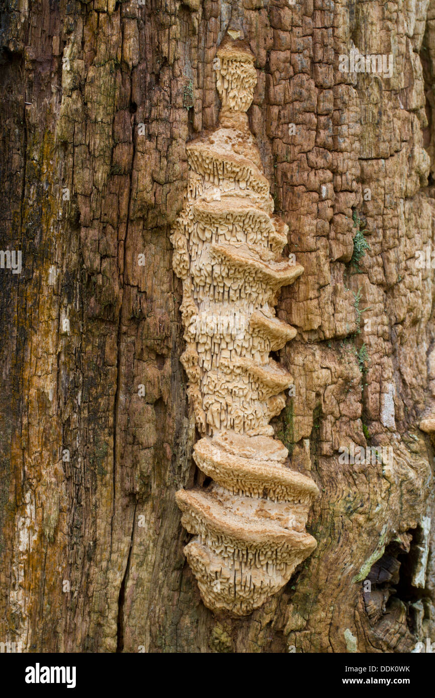 Rovere staffa Mazegill fungo (Daedalea quercina) corpi fruttiferi su una quercia gatepost. Powys, Galles. Febbraio. Foto Stock