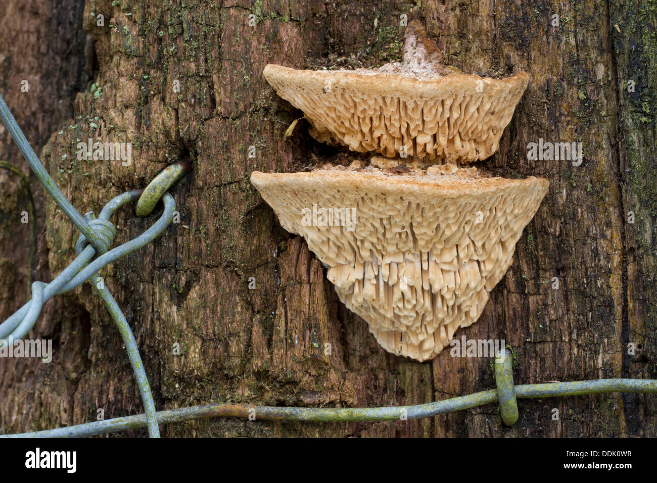 Rovere staffa Mazegill fungo (Daedalea quercina) corpi fruttiferi su una quercia gatepost. Powys, Galles. Febbraio. Foto Stock