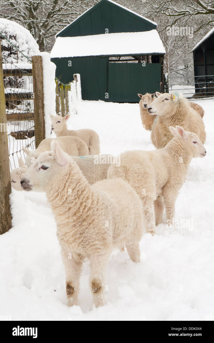 Incrociate le pecore e gli agnelli in neve. Powys, Galles. Marzo. Foto Stock
