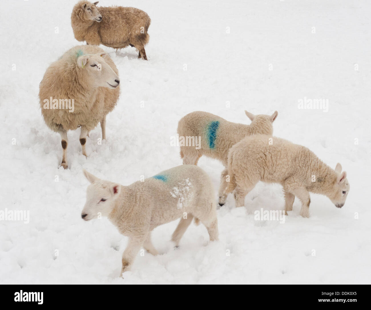 Croce-incrociato pecora e gli agnelli in neve. Powys, Galles. Marzo. Foto Stock
