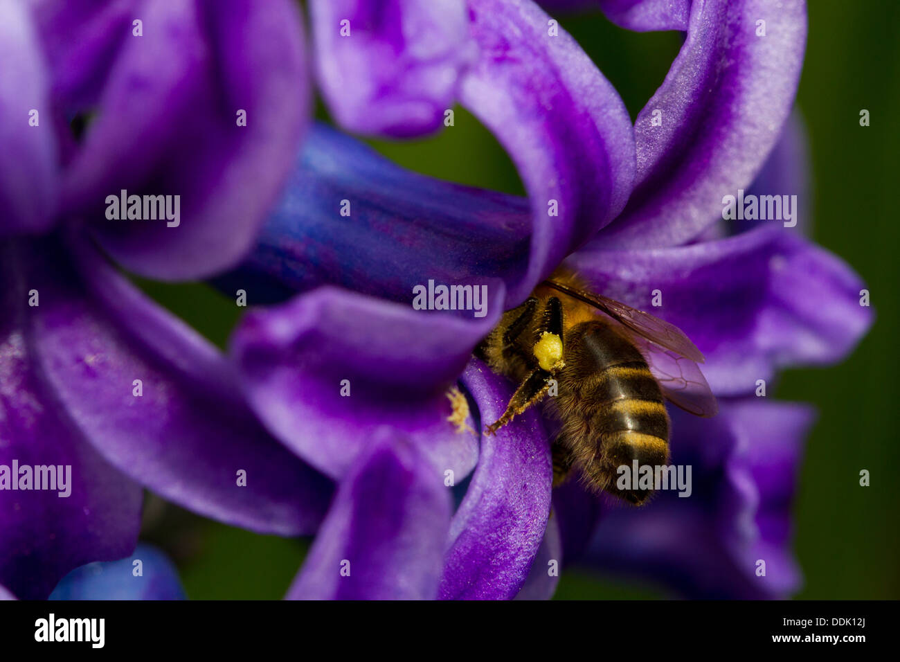 Western miele delle api (Apis mellifera) alimentazione in fiore di un giardino Giacinto (Hyacinthus orientalis) fiore. Foto Stock