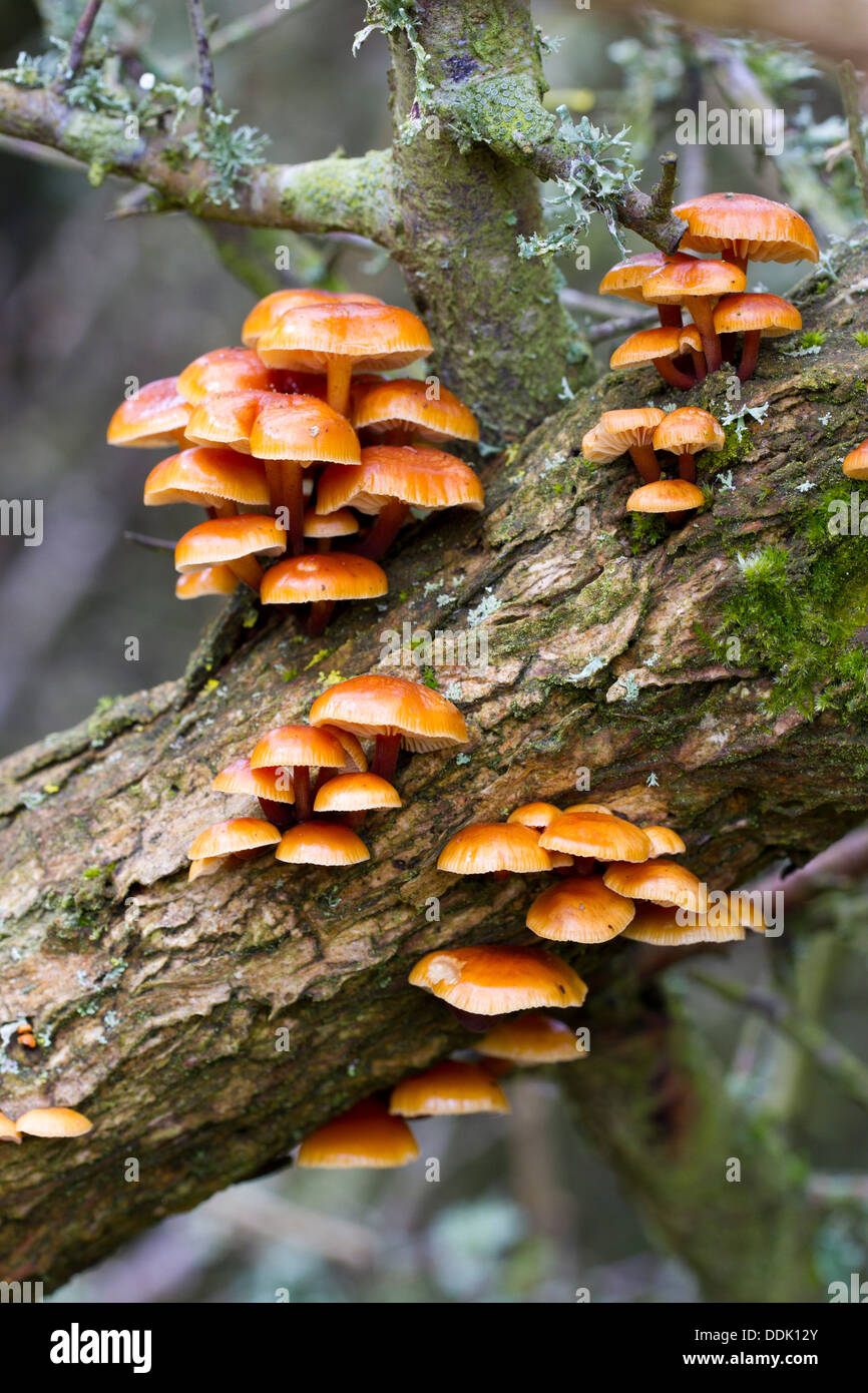 Gambo di velluto funghi Flammulina velutipes) la fruttificazione su uno stelo di comune gorse (Ulex Europaeus). East Sussex, Inghilterra. Aprile. Foto Stock