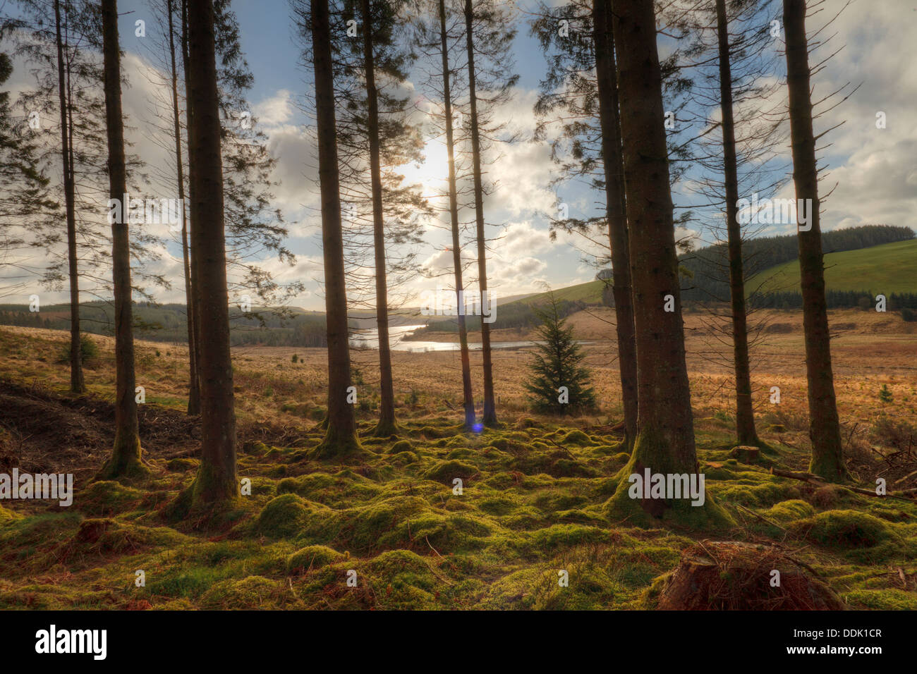 Sitka Abete (Picea sitchensis) plantation nelle vicinanze Llyn Clywedog. Hafren forest, POWYS, GALLES. Aprile. Foto Stock