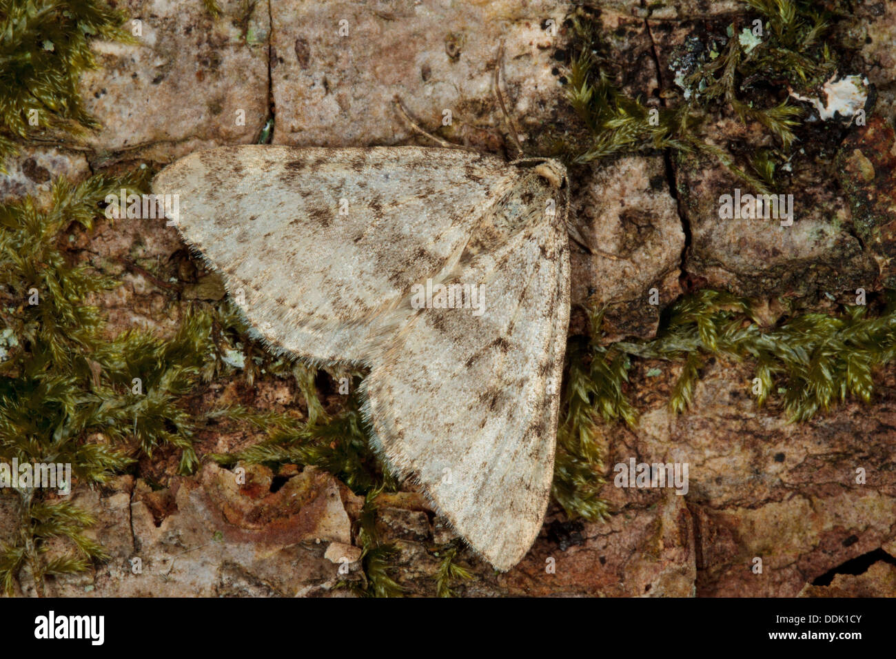 Inizio a dente falena striato (Trichopteryx carpinata) appoggiato sulla corteccia di quercia. Powys, Galles. Aprile. Foto Stock