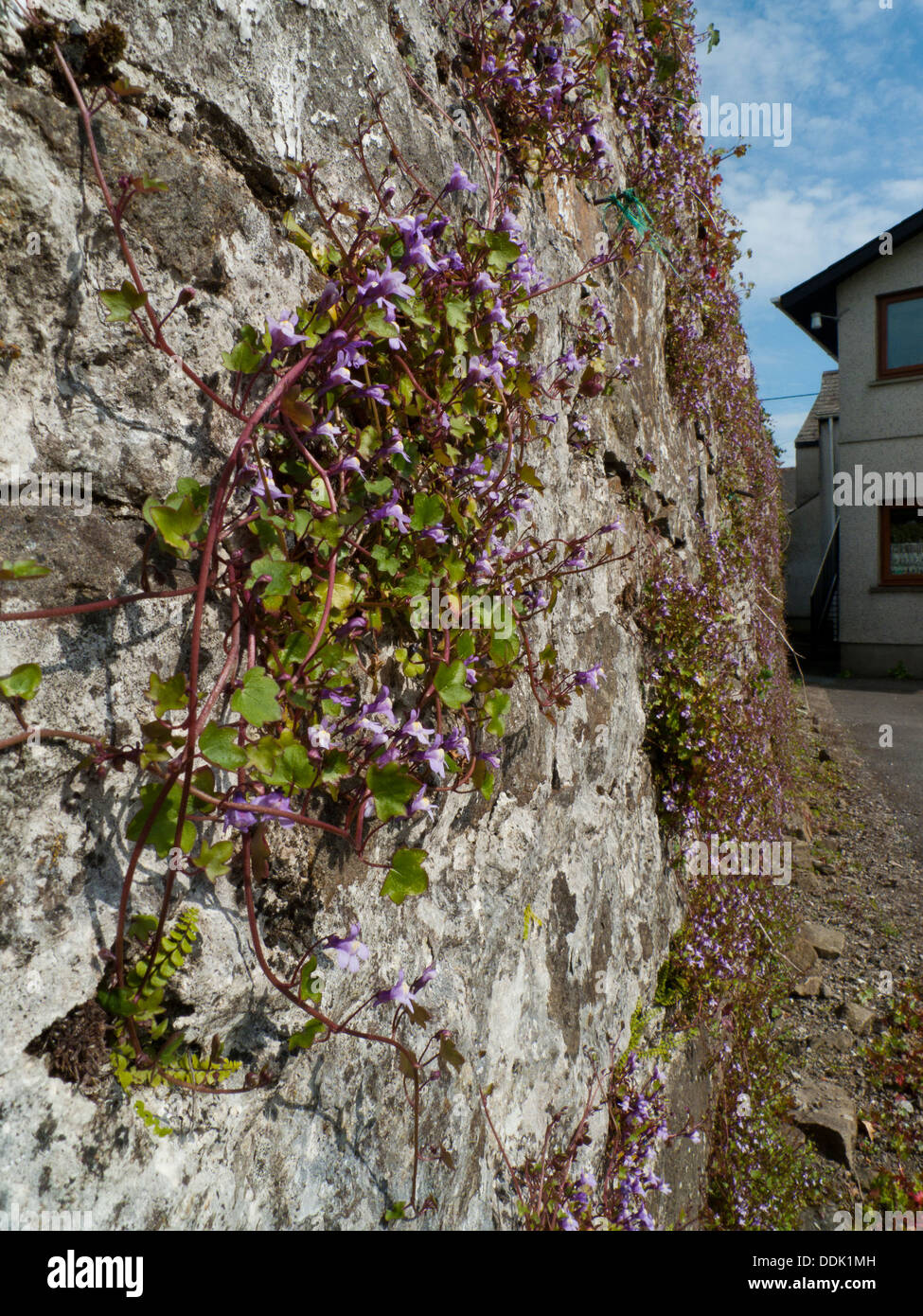 Edera-lasciava Toadflax (Cymbalaria muralis) fioritura, che cresce su un vecchio muro di pietra. Carmarthen, Galles. Maggio. Foto Stock