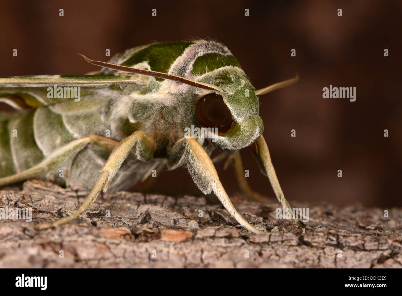 Oleandro Hawkmoth (Daphnis nerii) close-up di testa, allevati in cattività Foto Stock